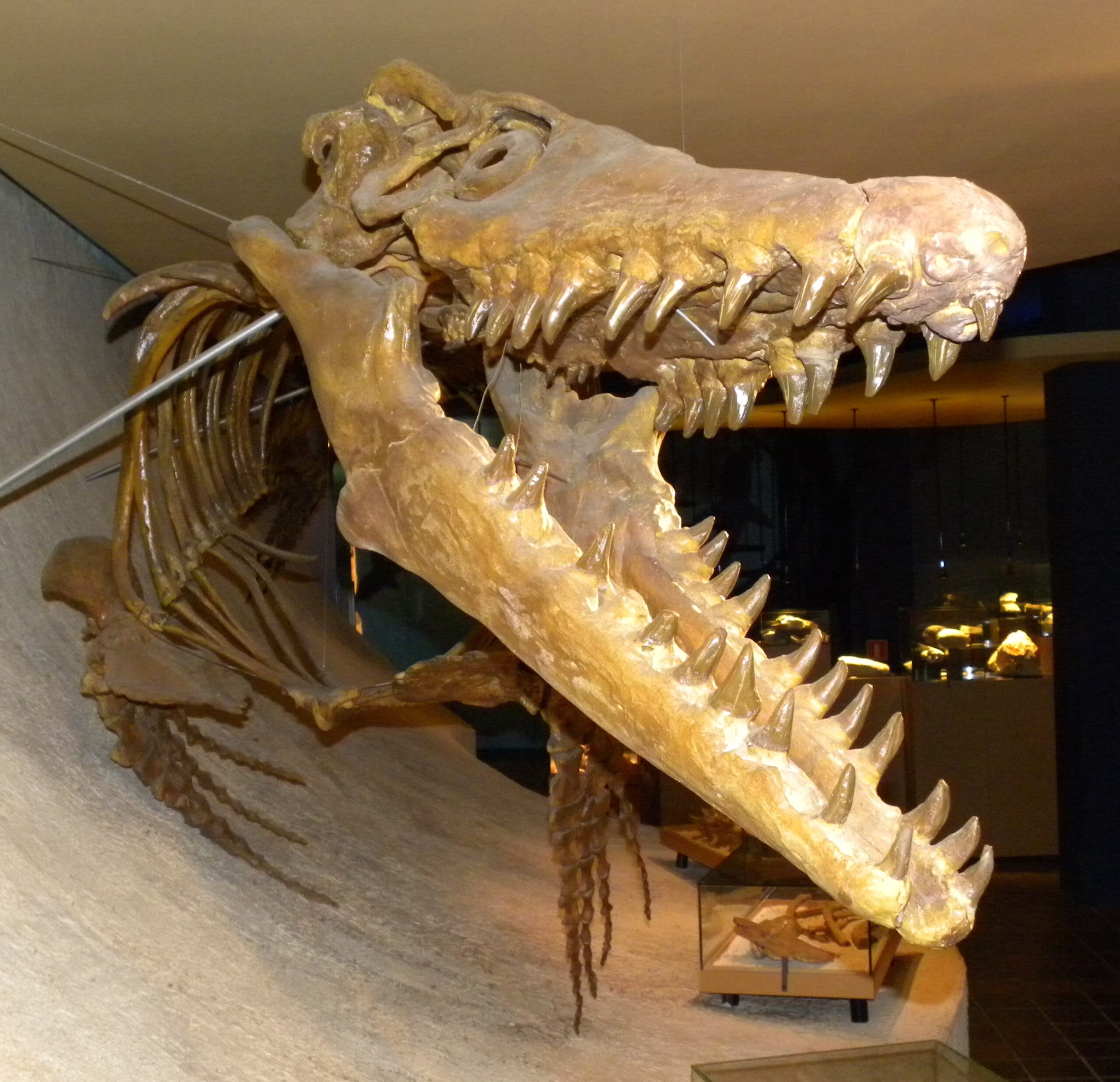 Survival Challenges Beyond Predation (image credits: By Wilson44691, Public domain, https://commons.wikimedia.org/w/index.php?curid=11264577)