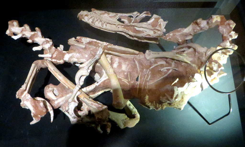 The Fossil Evidence That Changed Everything (image credits: flickr)