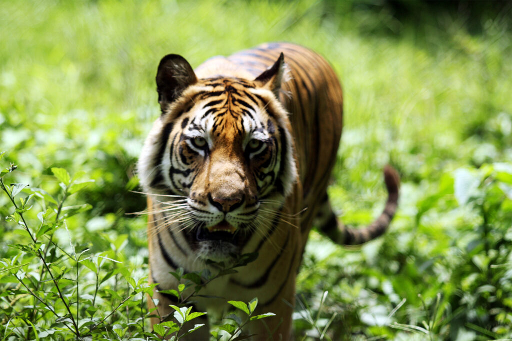 Why Predators Kept Getting Bigger, Faster, and Scarier