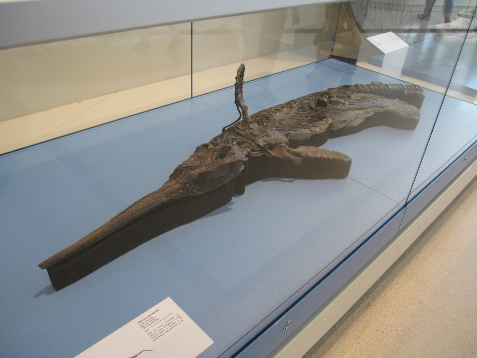 The Ichthyosaurs: Dolphin-Shaped Killers (image credits: wikimedia)