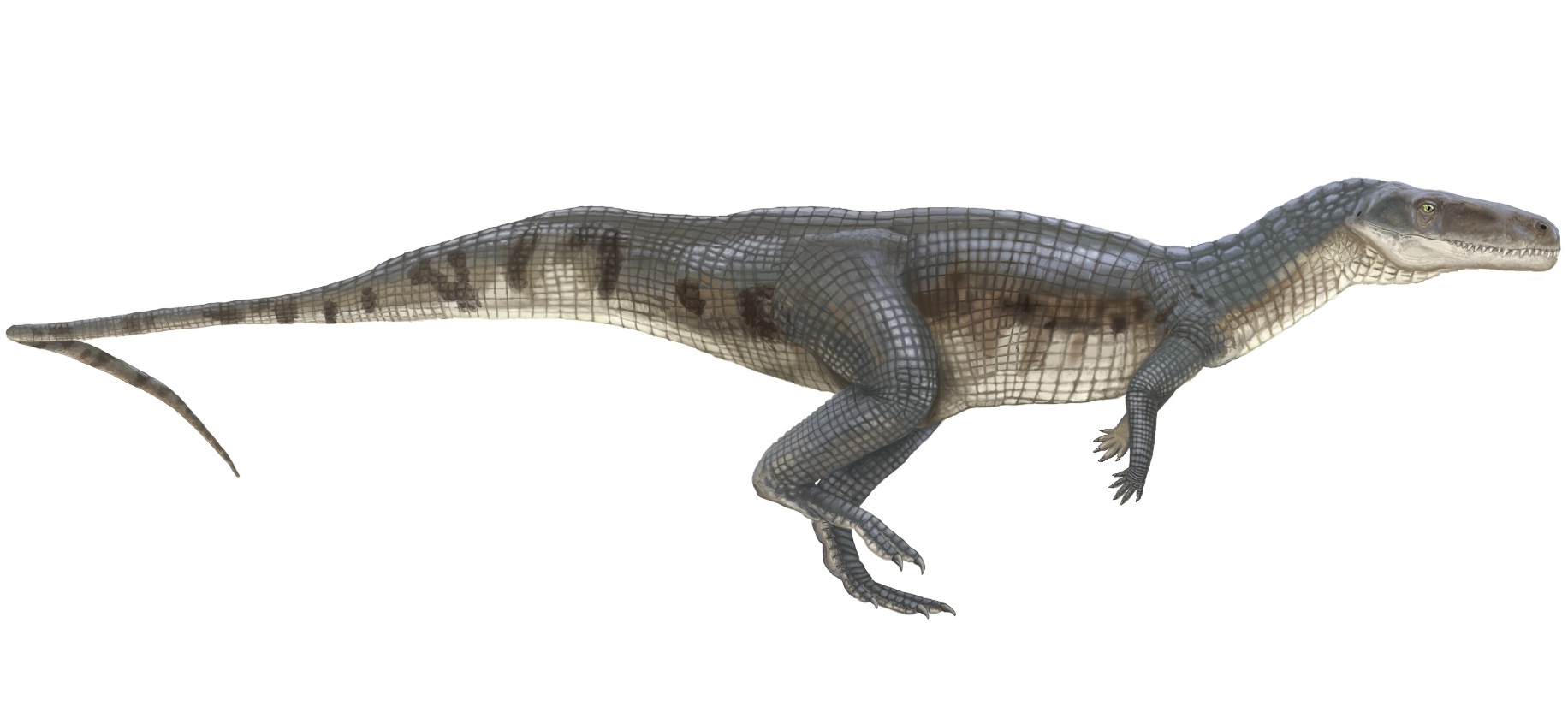 Bipedal Brilliance - Walking on Two Legs (image credits: By Smokeybjb, CC BY-SA 3.0, https://commons.wikimedia.org/w/index.php?curid=52325197)