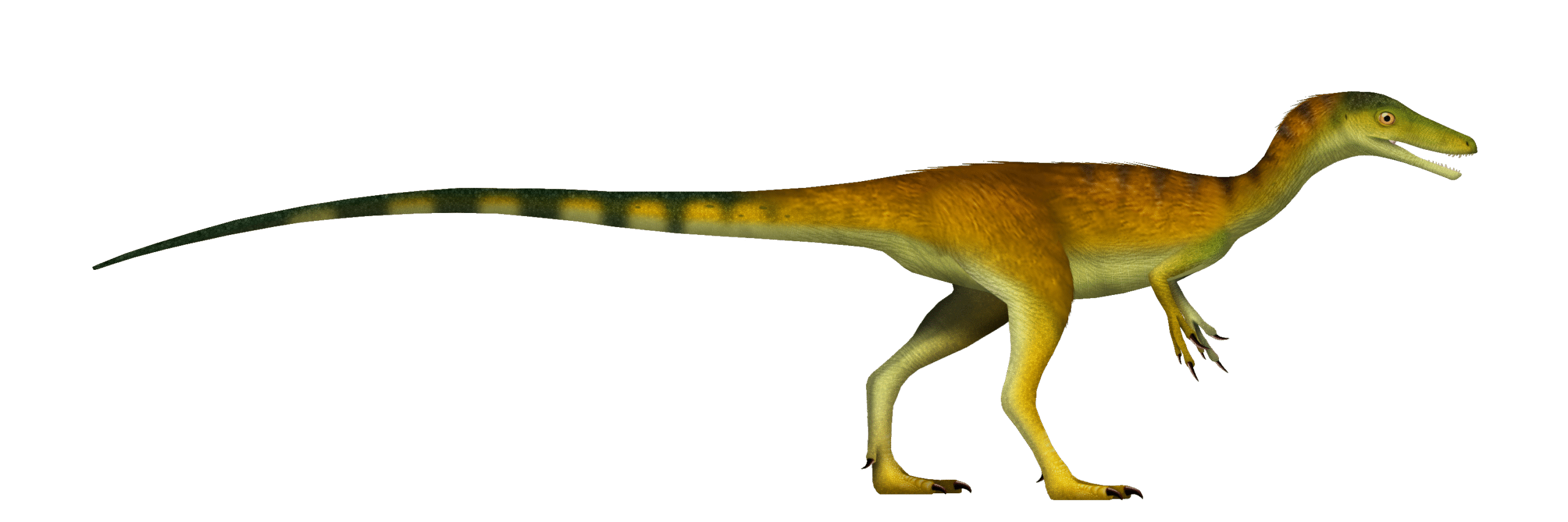 The Tail Tale - Balance, Not Dragging (image credits: wikimedia)