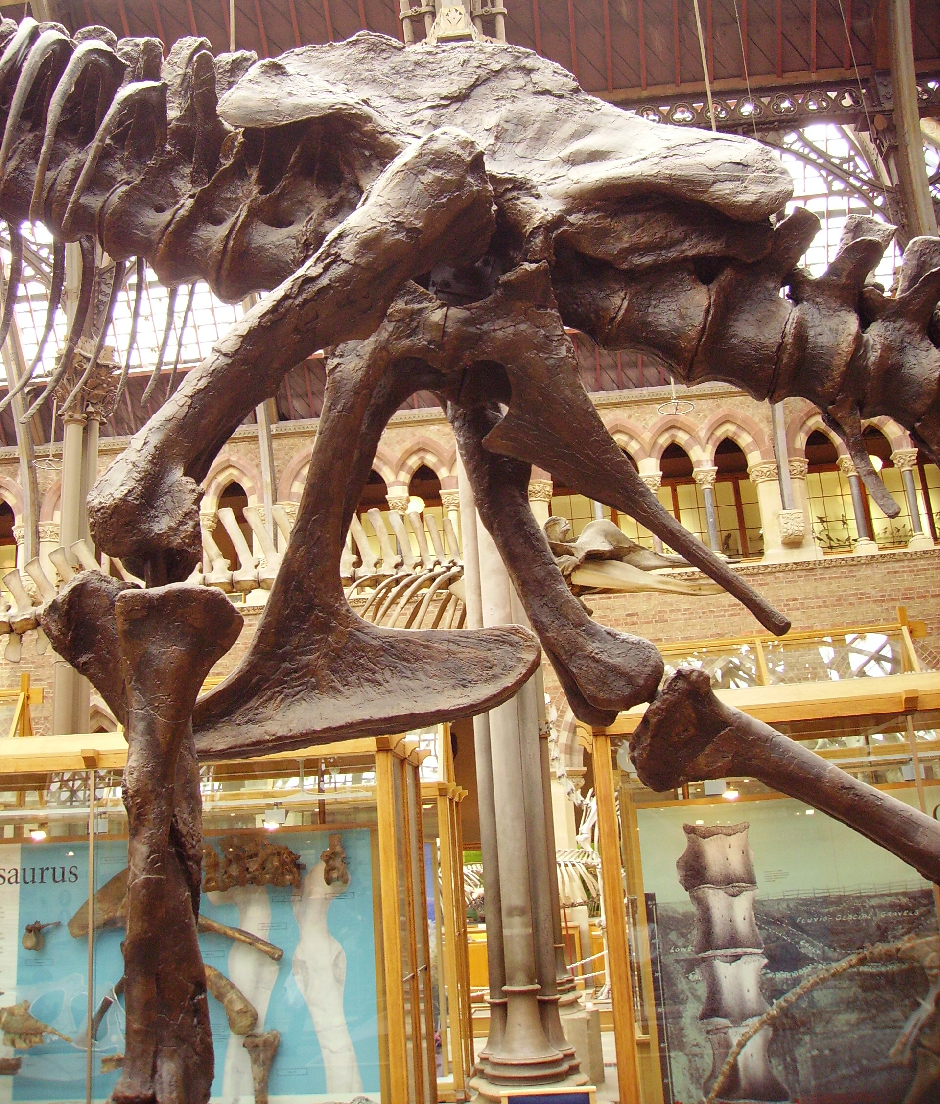 Hip Joints Hold the Key (image credits: wikimedia)
