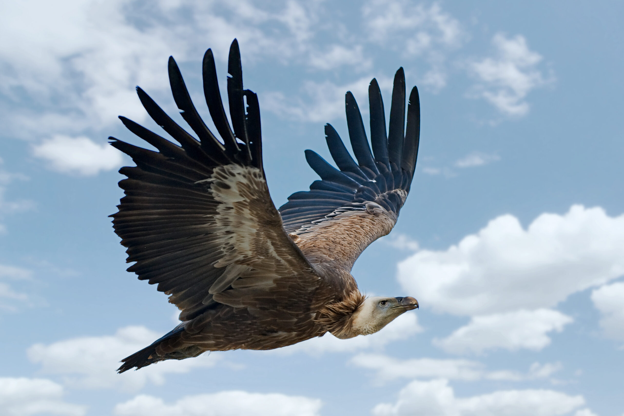 The Bird Connection - Living Dinosaurs (image credits: wikimedia)