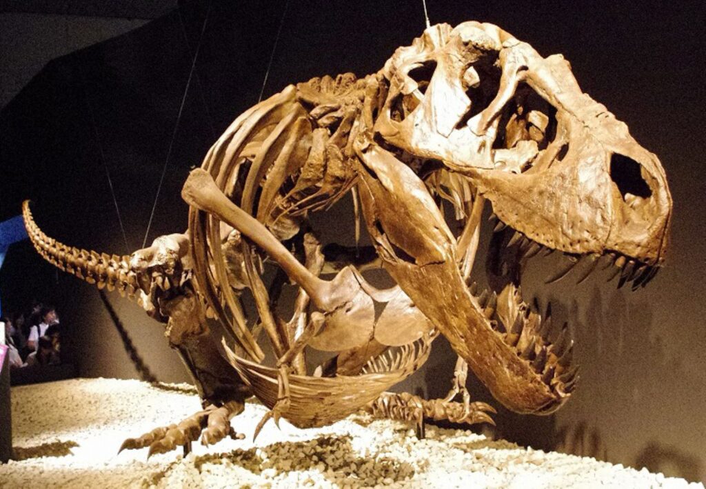 Resting Myths - How Dinosaurs Slept