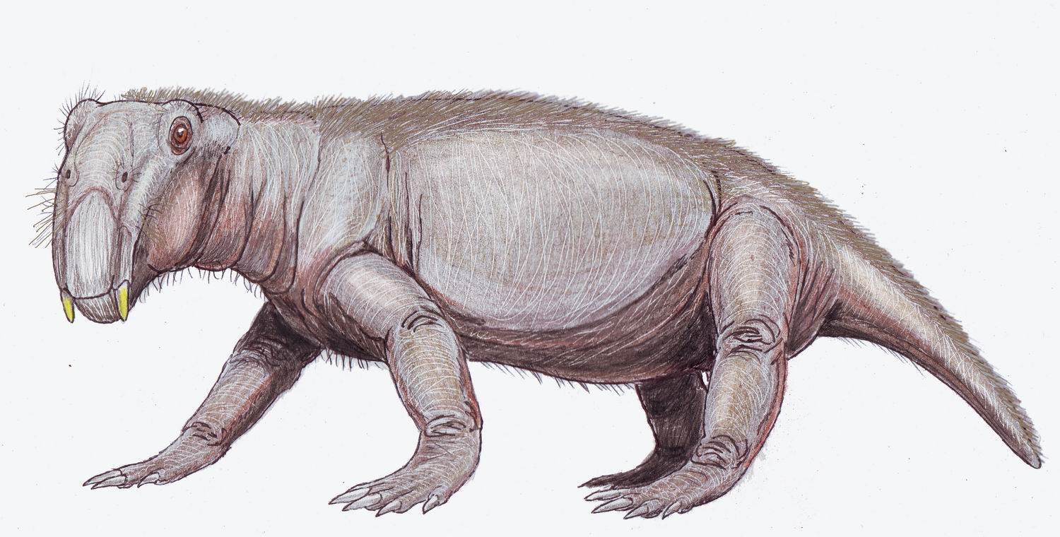 The Beaked Pig-Lizards with Tusks (image credits: dmitrchel@mail.ru, CC BY-SA 3.0, https://commons.wikimedia.org/w/index.php?curid=3084638)