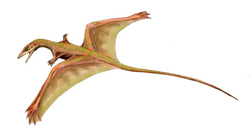 Gliding Reptiles with Backward Wings