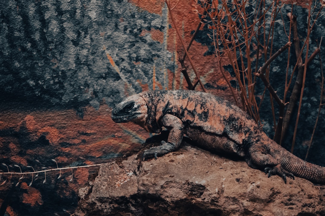 The Chameleon-Like Tree Climbers (image credits: unsplash)