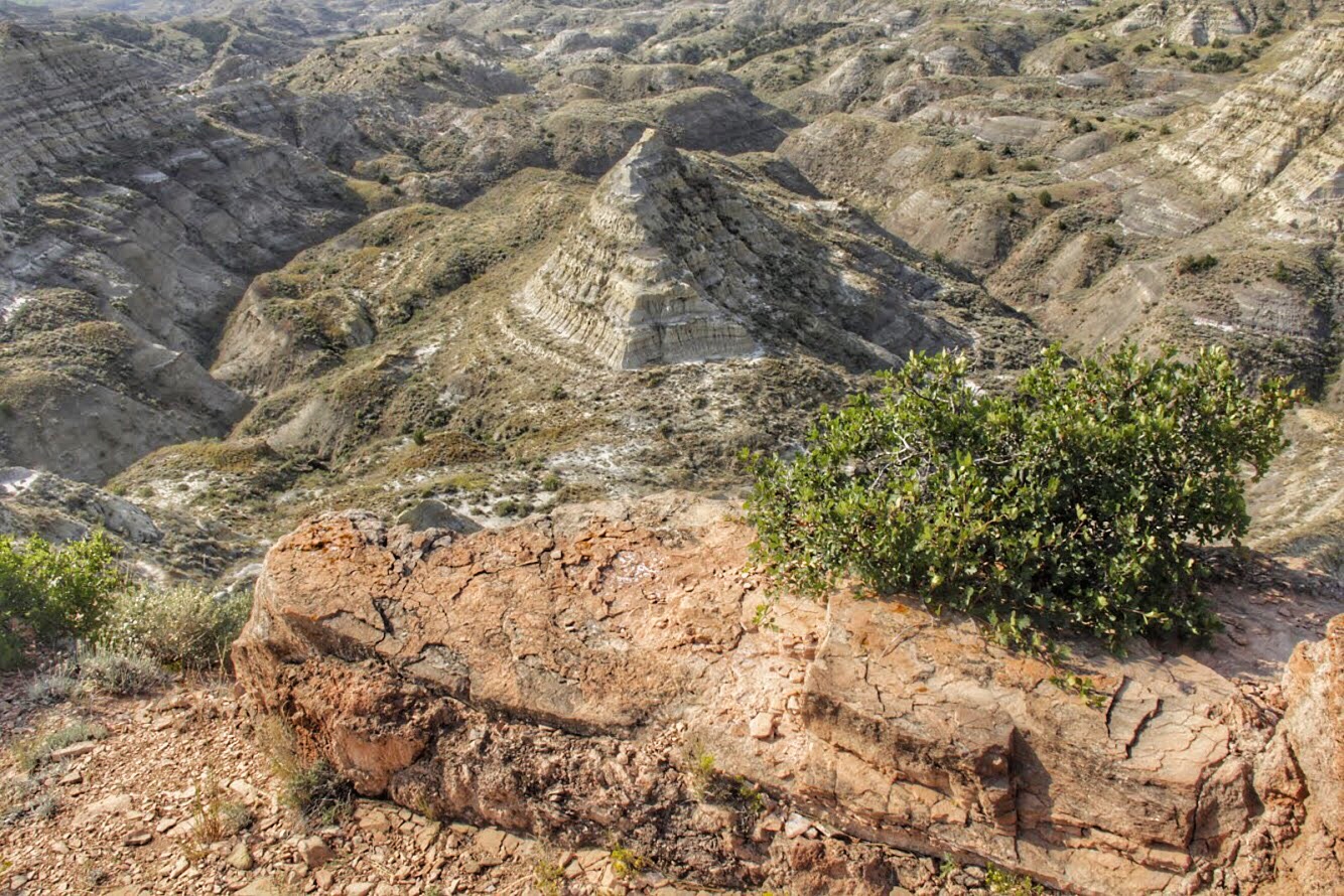 The Hell Creek Ecosystem: A Window Into Prehistoric Montana (image credits: Badlands,Montana. Wikimedia Commons)