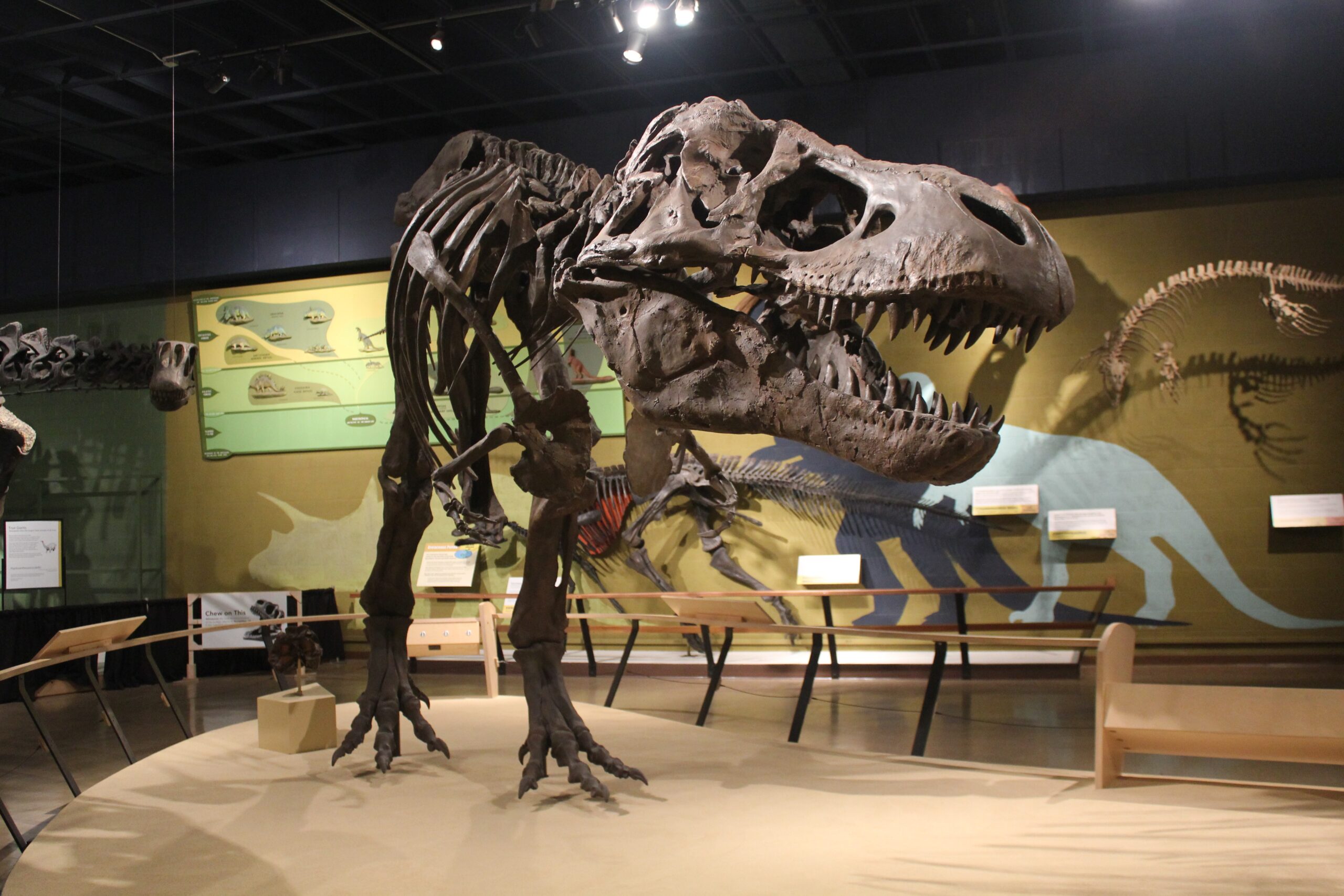 The Future of T. Rex Research in Montana (image credits: wikimedia)
