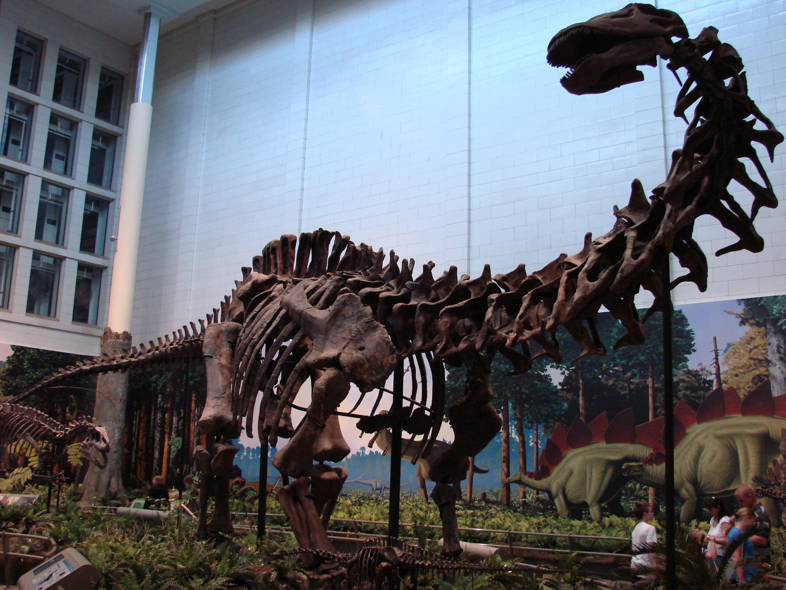 The First Complete Apatosaurus Discovery (image credits: wikimedia)