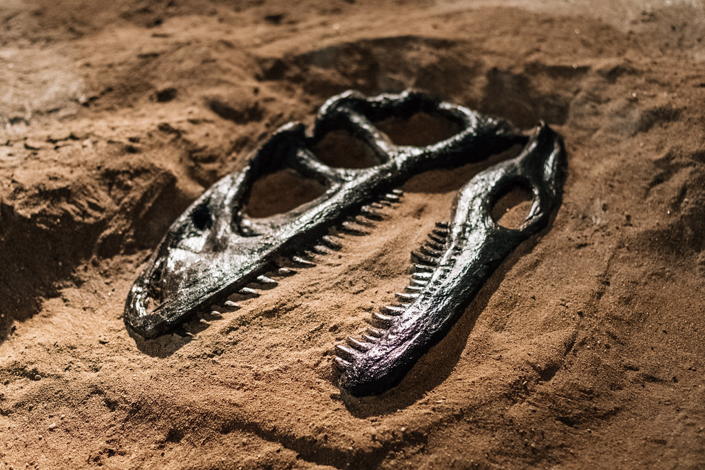 Fossil Record Bias: The Great Misleader (image credits: flickr)
