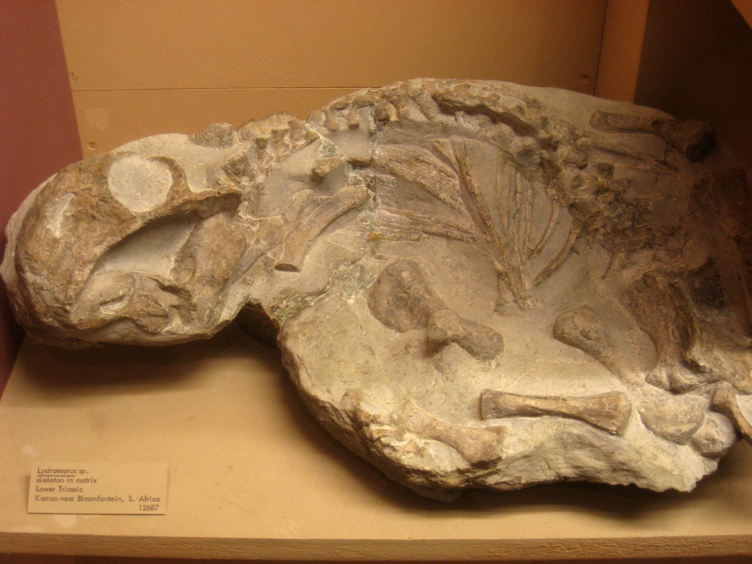 Fossil Detectives Solve Ancient Mysteries (image credits: Self-photographed, Public domain, https://commons.wikimedia.org/w/index.php?curid=12872134)