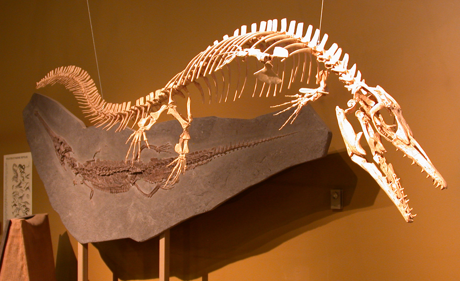 Rise of the Mosasaurs (image credits: Ybmos_1bUploaded by FunkMonk, CC BY-SA 2.0, https://commons.wikimedia.org/w/index.php?curid=20523418)