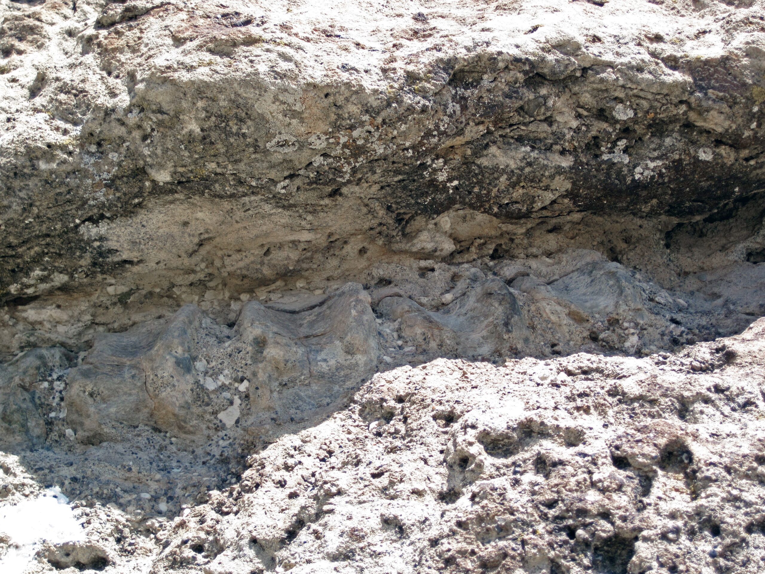 Following the Morrison Formation Trail (image credits: wikimedia)