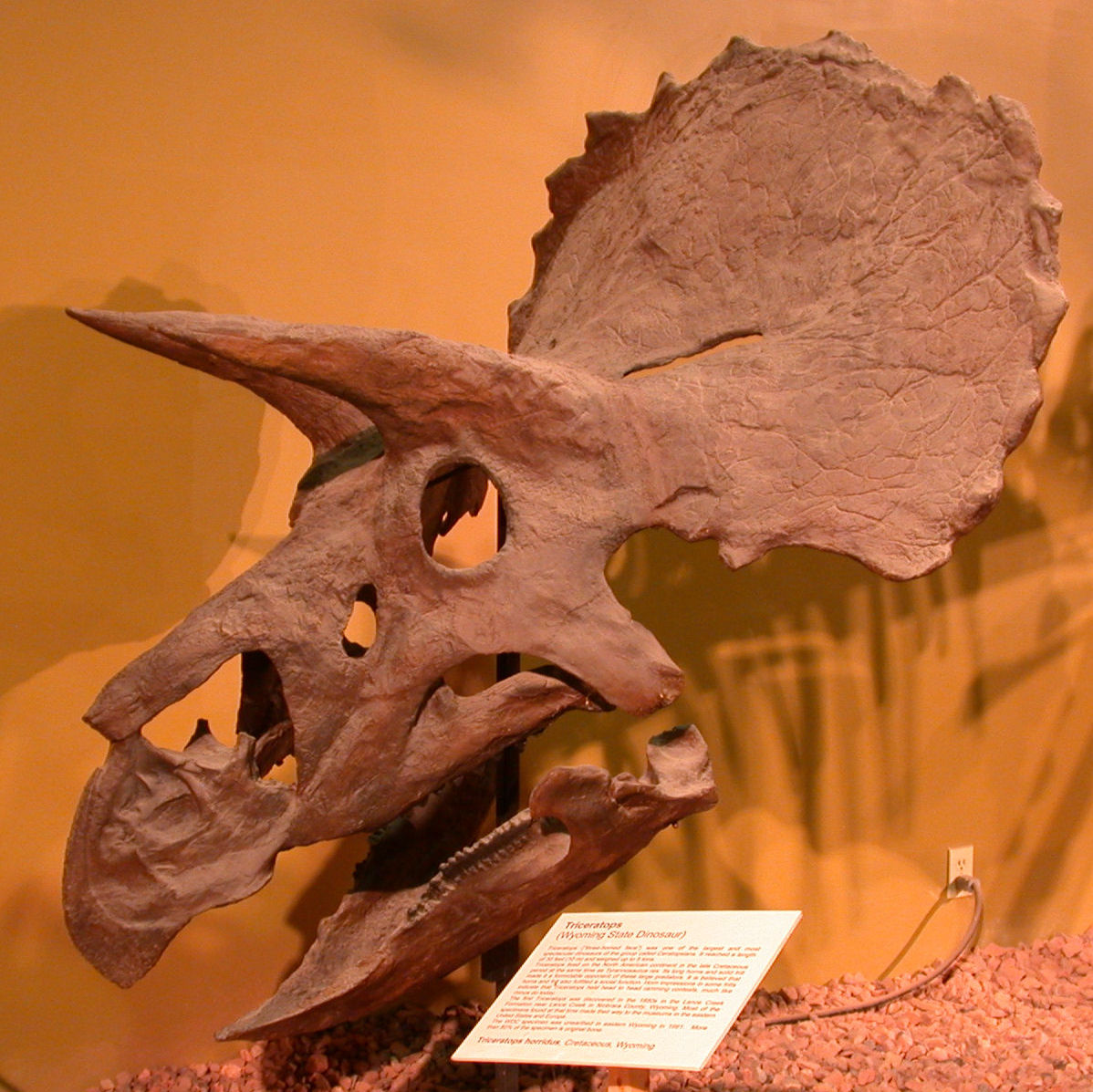 The Fossil Hunter's Paradise (image credits: wikimedia)