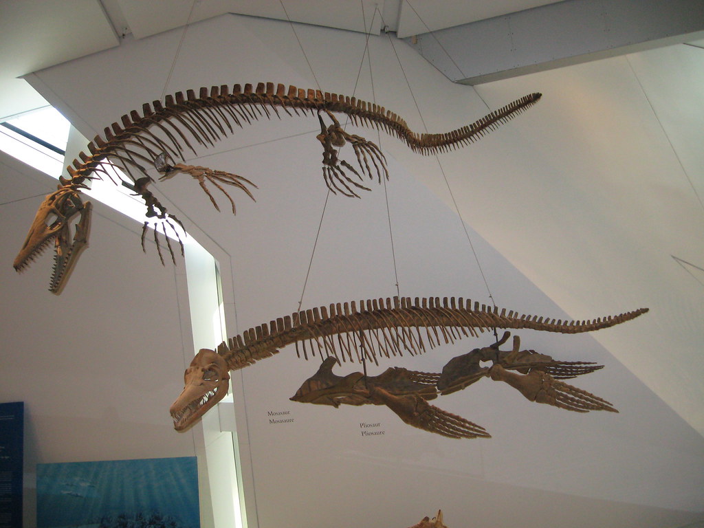 The Verdict: Ocean vs Land Supremacy (image credits: flickr)