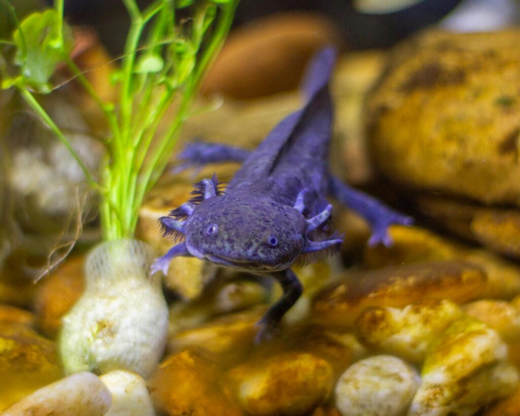 Close-up of a purple axolotl swimming among rocks and plants in an aquarium.