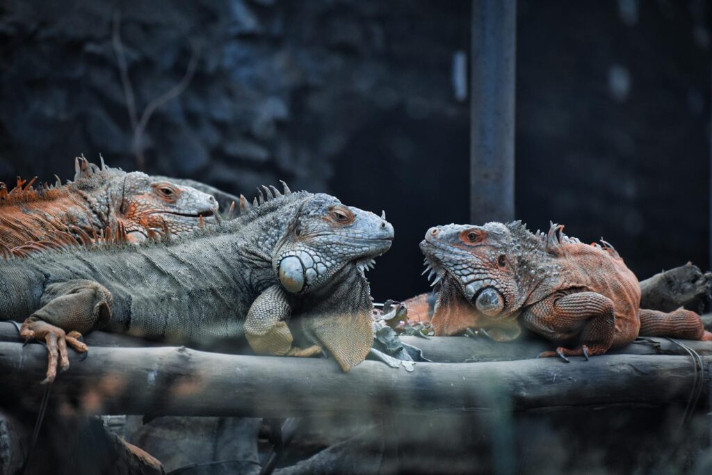 Three green iguanas lounging on a branch in their tropical enclosure at a zoo.