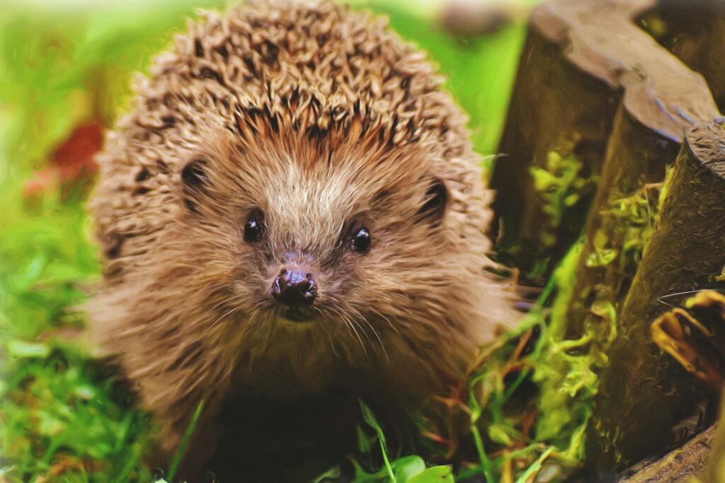 Charming hedgehog exploring vibrant garden surroundings.