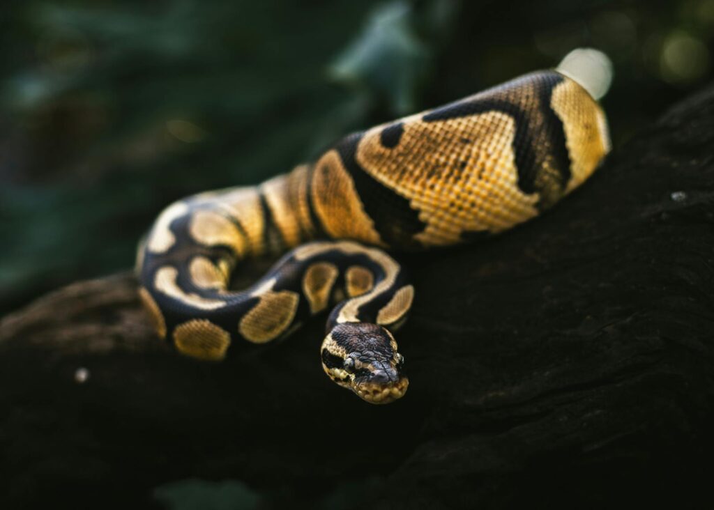 A detailed view of a ball python snake coiled on a tree branch in its natural habitat.