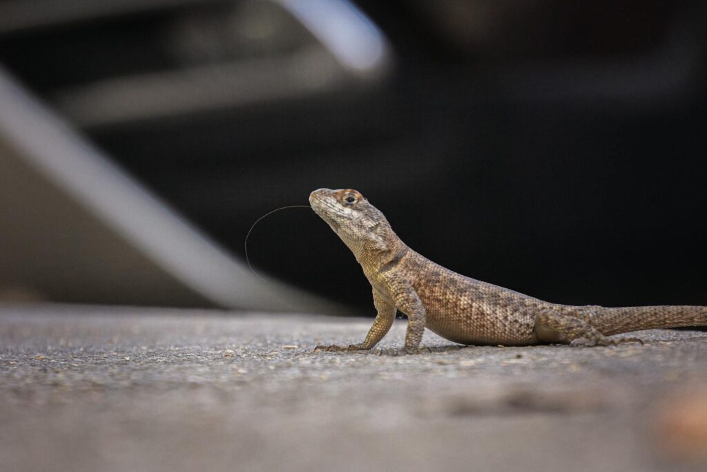 A detailed shot of a small lizard on a pavement with an outdoor setting.