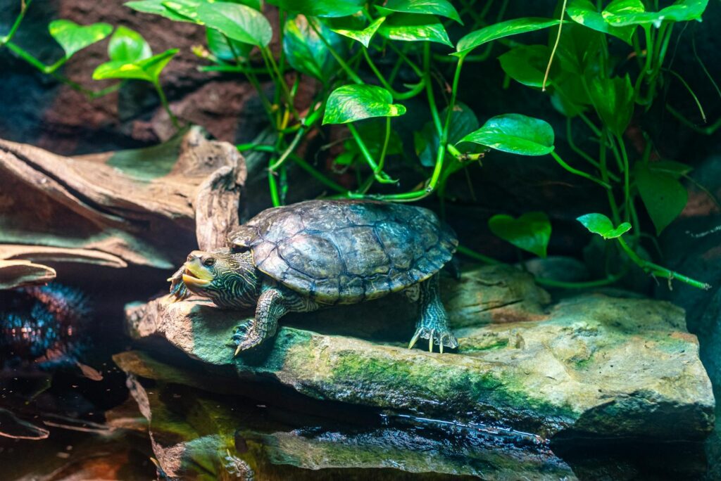 A freshwater turtle basks in the Georgia Aquarium habitat surrounded by lush greenery.