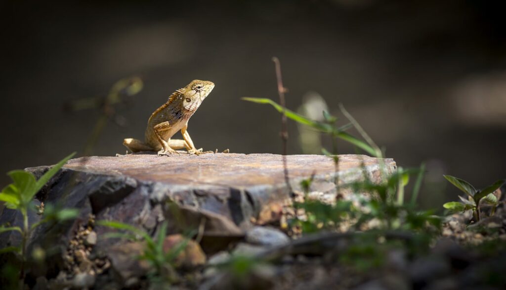 Lizard basking in the sun on a rock in Ao Nang, Thailand. Captured in natural habitat.