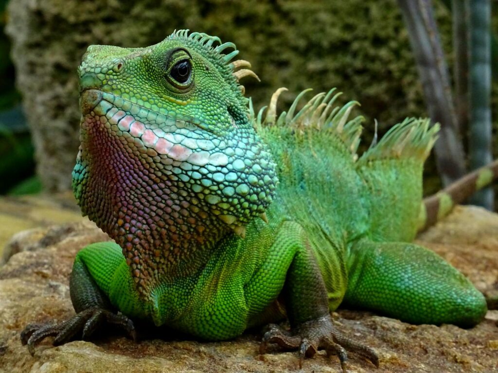 Detailed image of a green iguana in natural setting showcasing its colorful scales.