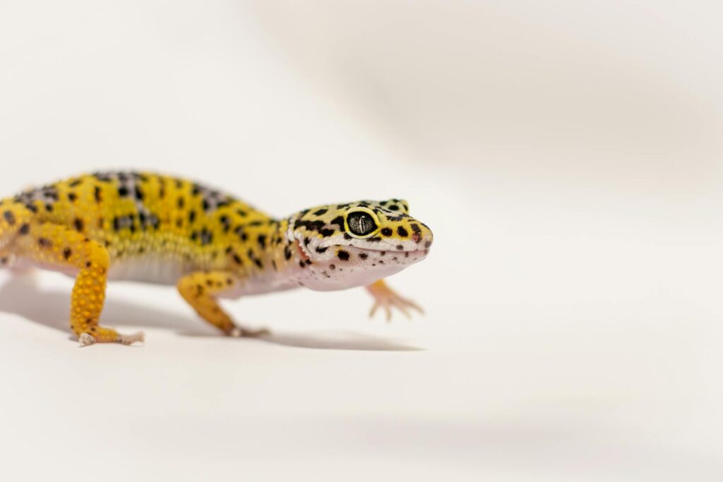 Detailed photography of a leopard gecko showcasing its vibrant coloration against a plain backdrop.