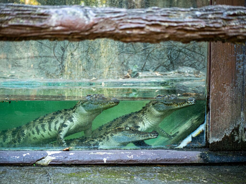 Three saltwater crocodiles swim in a zoo enclosure, showcasing wildlife conservation.