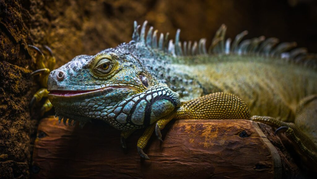 Detailed close-up of a colorful iguana with intricate textures and vivid colors.