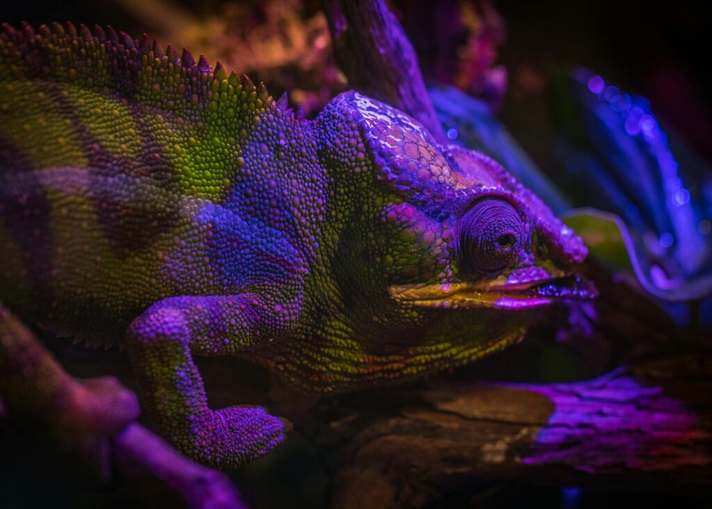A vibrant close-up of a veiled chameleon showcasing its unique patterns and colors under dramatic lighting.