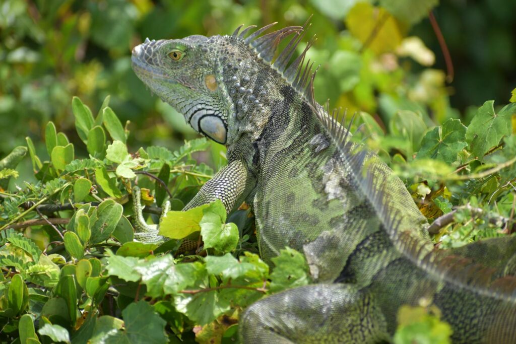 Close-up of a green iguana basking among lush foliage in Florida.