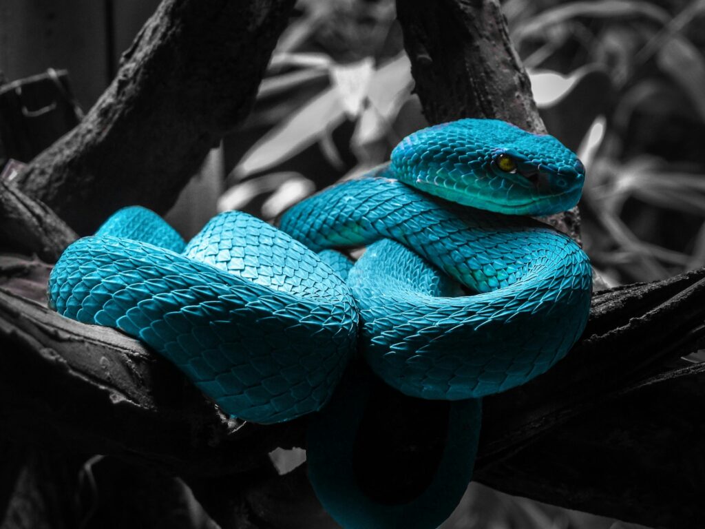 Striking in vibrant turquoise, this snake stands out against a monochrome backdrop, showcasing nature's artistry.