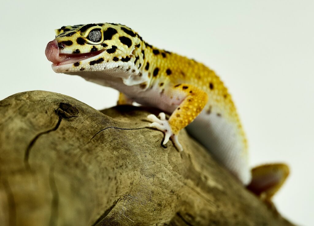 A leopard gecko comfortably positioned on a branch, exhibiting its beautiful spotted texture.