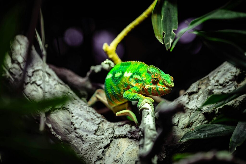 Vibrant Chameleon on Jungle Branch.