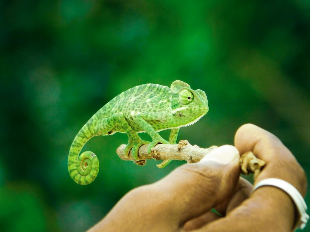A close-up of a person holding a green chameleon on a branch, highlighting the chameleon's vivid green hues and details.
