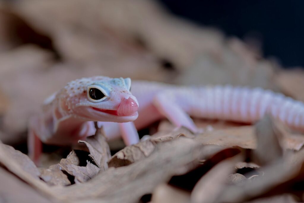 A striking white and pink lizard with its mouth agape, displaying its colorful scales.
