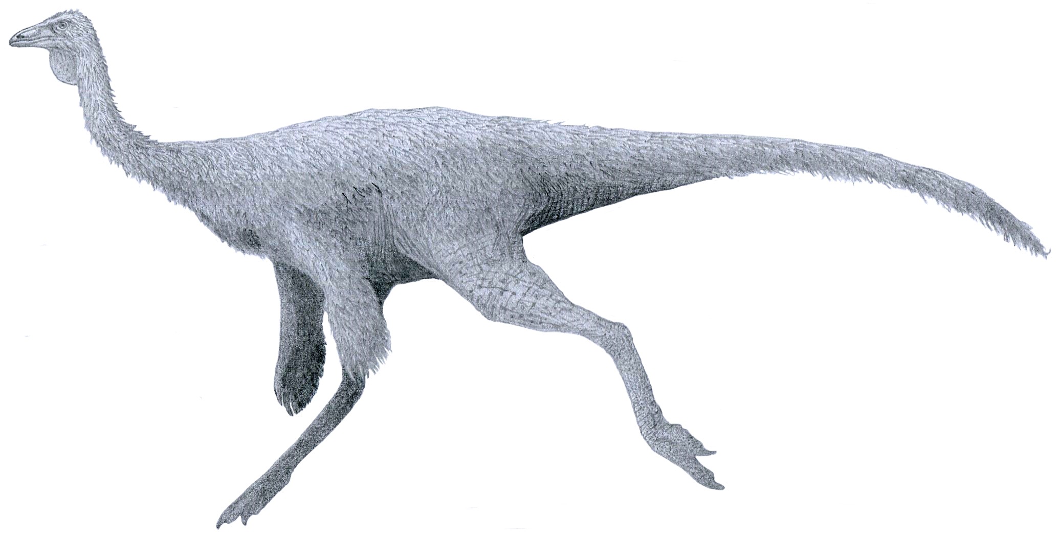 Ornithomimus and Struthiomimus - The Ostrich Mimics (Image Credits: Wikimedia)