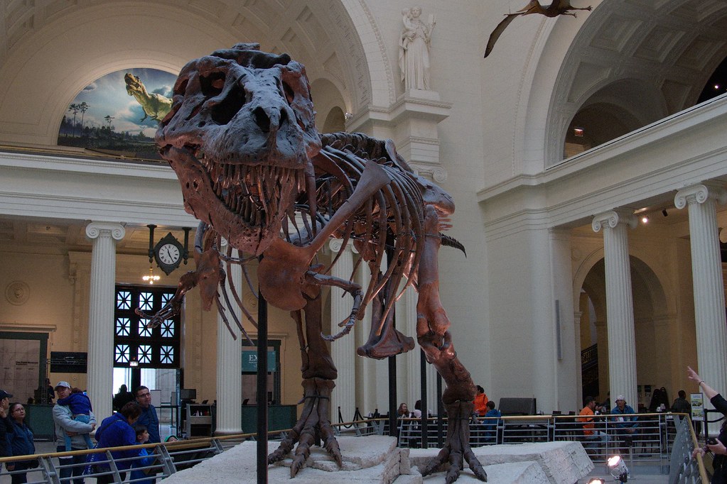 4. Sue the T. rex - The Most Complete Predator That Defined a Species (Image Credits: Flickr)