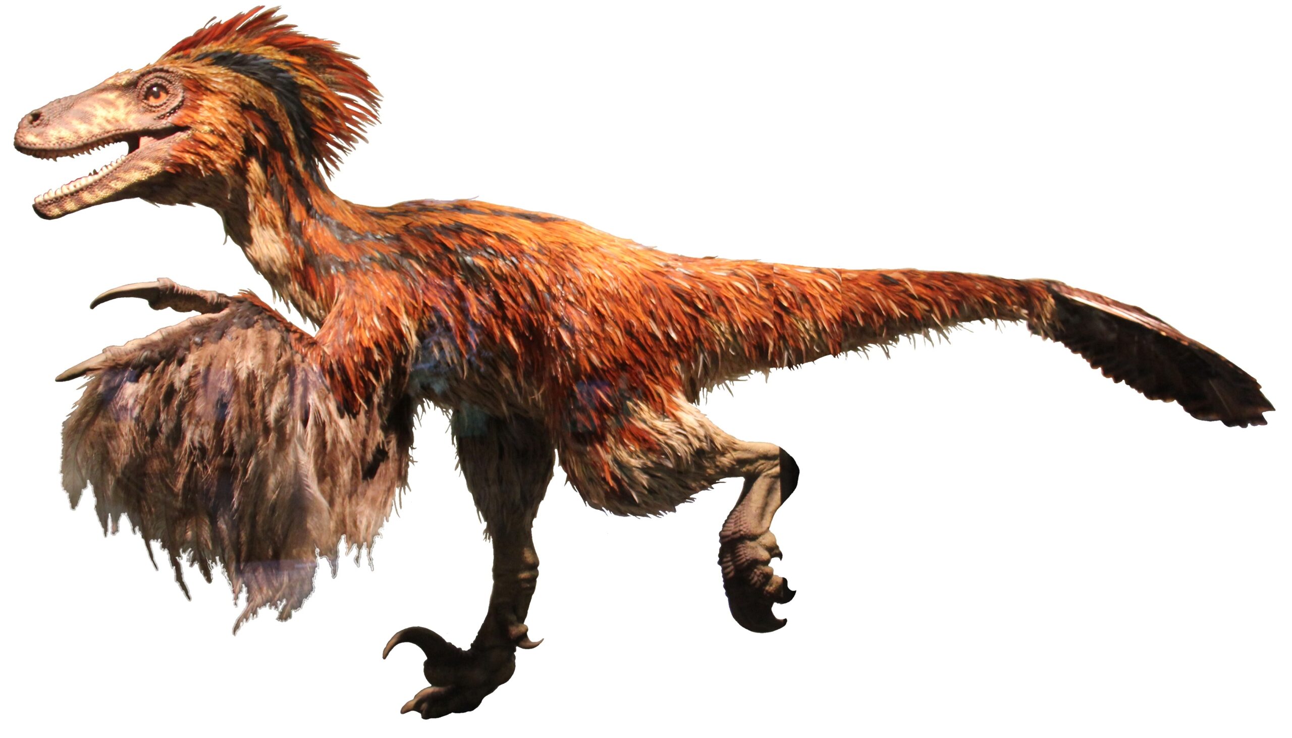 6. Deinonychus - The Discovery That Revolutionized Dinosaur Behavior (Image Credits: Wikimedia)