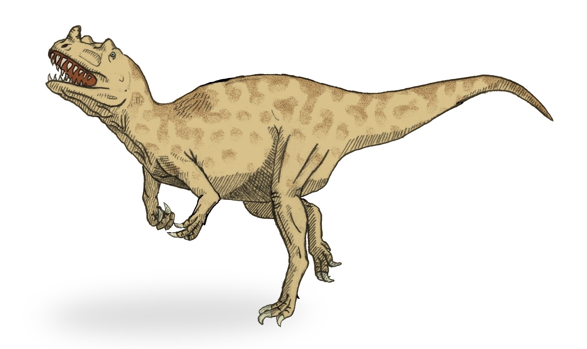 Ceratosaurus - The Horned Cannibal (Image Credits: Wikimedia)