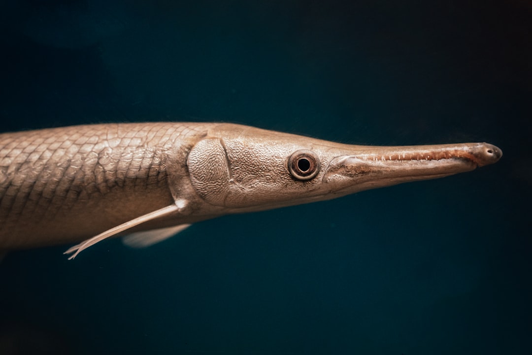 Ophthalmosaurus - The Deep Sea Hunter (Image Credits: Unsplash)