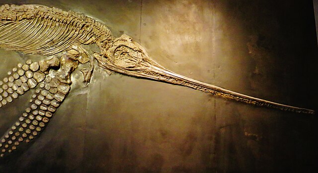 Eurhinosaurus - The Swordfish Mimic (Image Credits: Eurhinosaurus:Wikiwand)