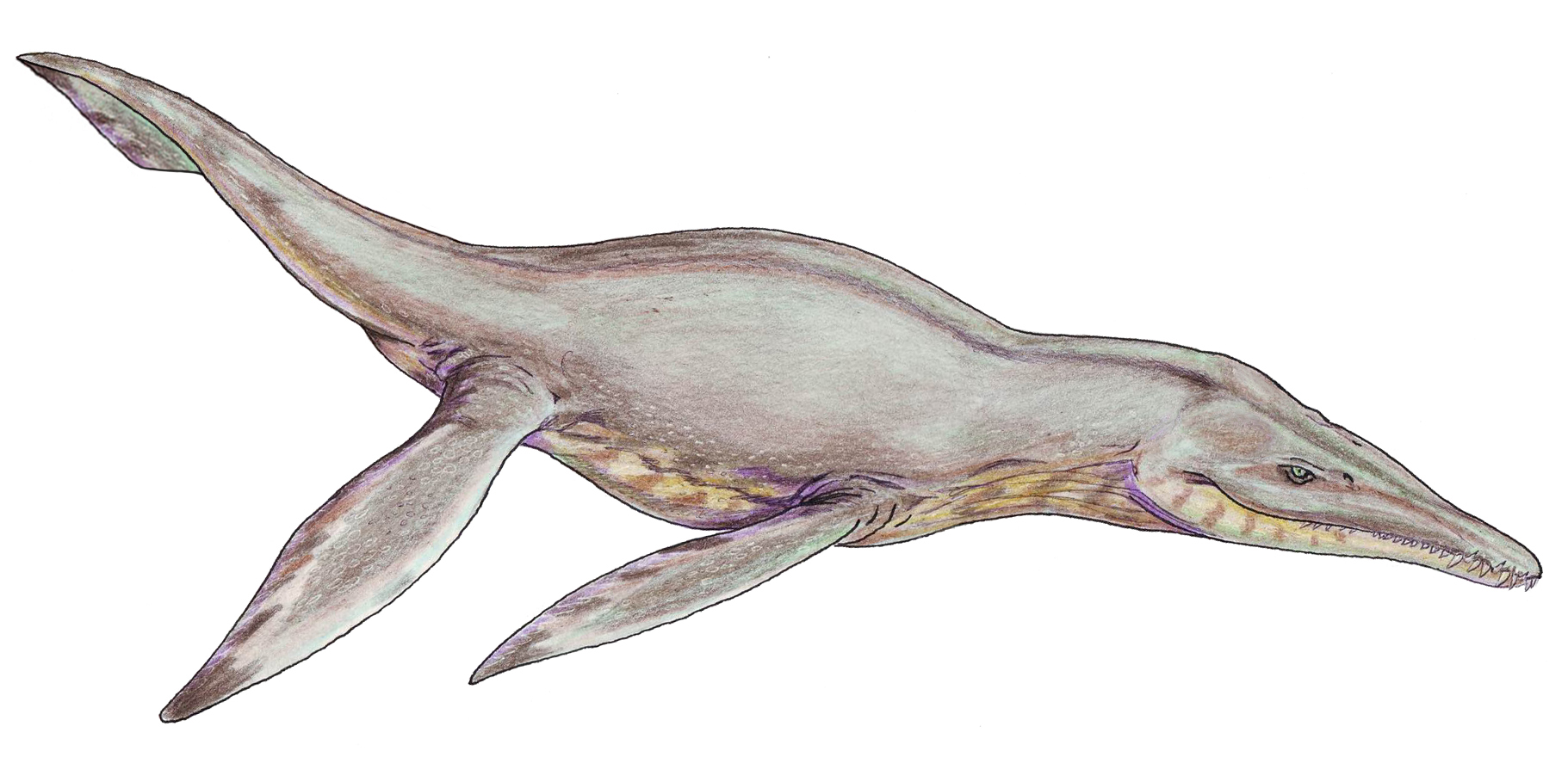 Pliosaurus - The Ultimate Marine Predator (Image Credits: Wikimedia)