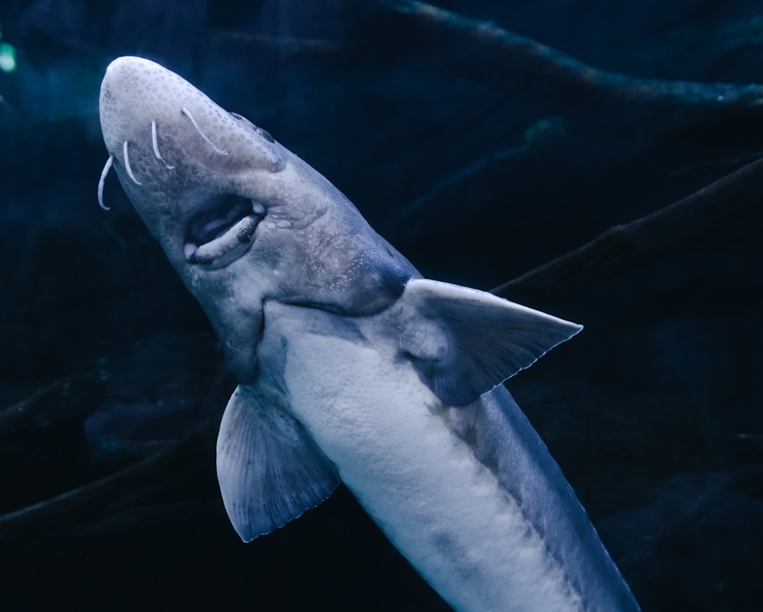 Hybodus - The Multi-Tool Shark (Image Credits: Unsplash)