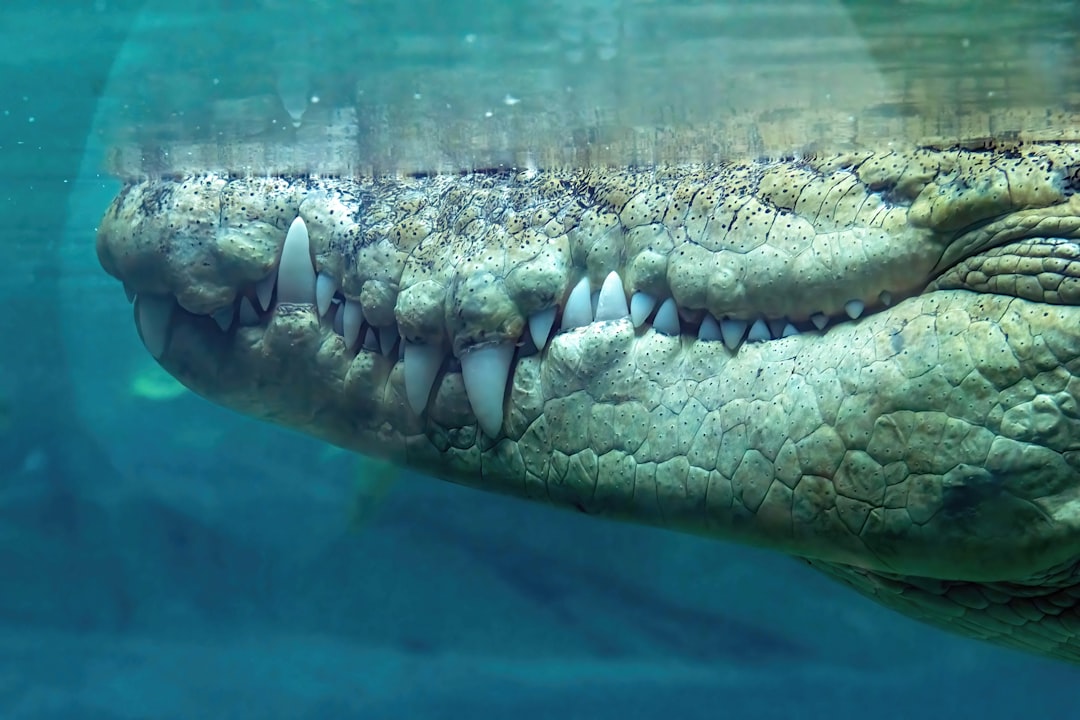 Marine Crocodilians - The Transitional Terrors (Image Credits: Unsplash)