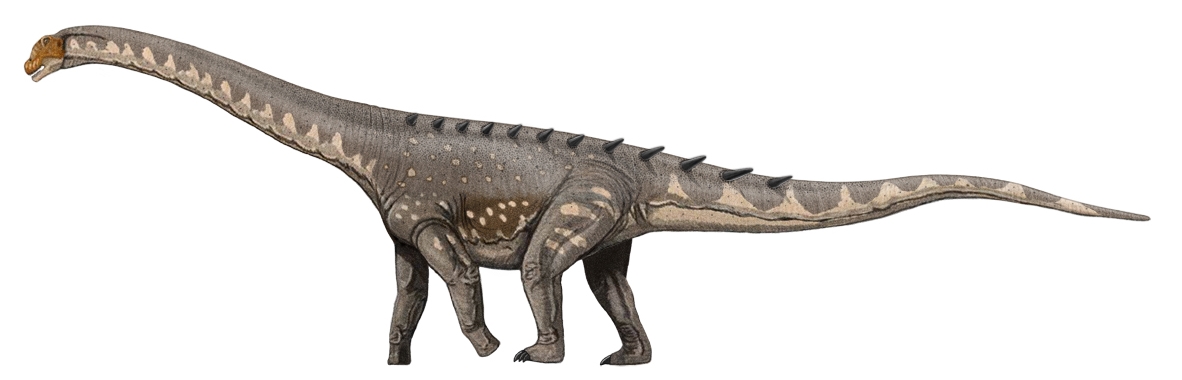 Argentinosaurus huinculensis - The Mystery Giant (Image Credits: Wikimedia)