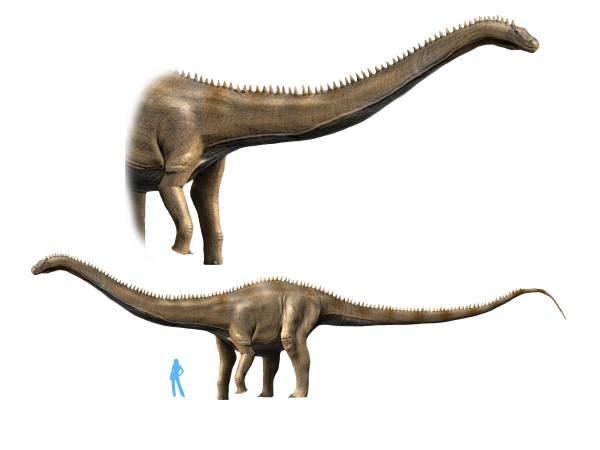 Supersaurus vivianae - The Record-Breaking Length (Image Credits: Wikimedia)